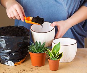 Jakie podłoże do roślin doniczkowych? [Porada eksperta]