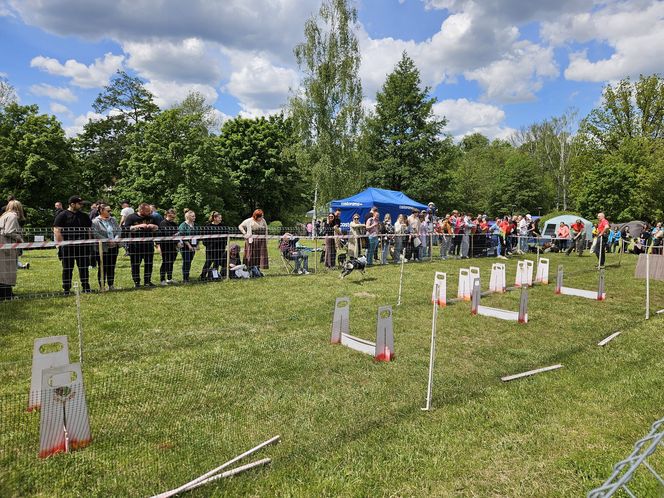 Festiwal Przyjaciół Zwierząt w Olsztynie. Park Centralny opanowały radosne pieski