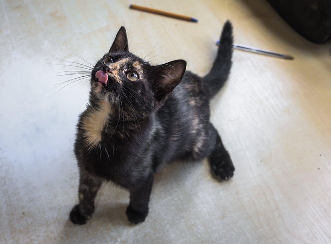 Tak dużo kotów dawno tam nie było. Schronisko w Henrykowie koło Leszna zaprasza na dni otwarte