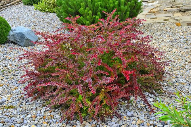 Berberys Thunberga 'Golden Ring' - Berberis thunbergii 'Golden Ring'