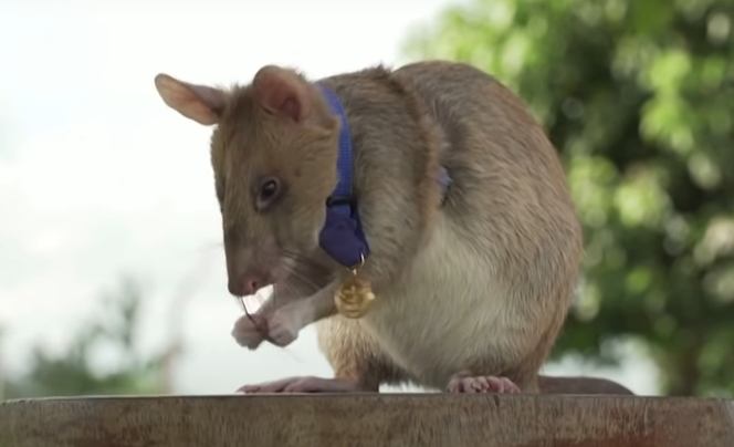 Najsłynniejszy szczur świata przechodzi na emeryturę. Przez 5 lat rozbrajał miny [FILM] 