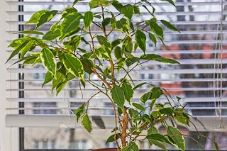 Ficus benjamina [Porada eksperta]