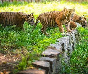 Niesamowite narodziny we wrocławskim zoo. Na świat przyszły cztery tygrysy sumatrzańskie 