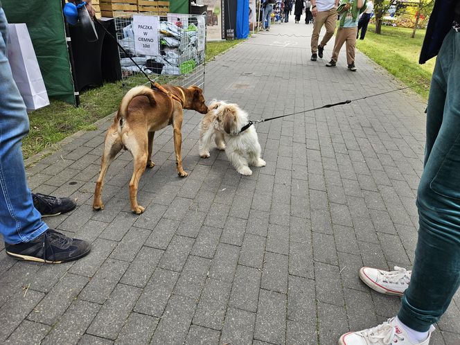 Festiwal Przyjaciół Zwierząt w Olsztynie. Park Centralny opanowały radosne pieski