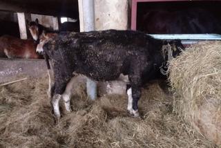 Zagłodzone i brudne konie były niehumanitarnie mordowane? Policjanci skontrolowali hodowlę w Wodzisławiu Śląskim [ZDJĘCIA]