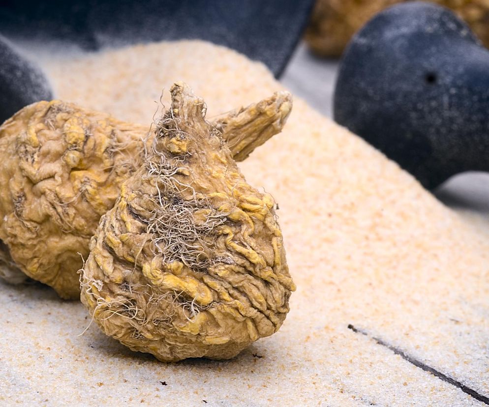 Zwiększa libido i łagodzi stres. Ta roślina to remedium na trudny dzień