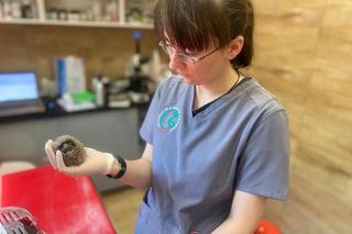 Malutki jeż w potrzebie trafił do Ady