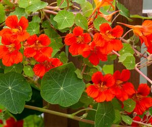 Kwiaty na słoneczny balkon