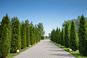 Szpalery ogrodowe z drzew i krzewów: z jakich roślin, jak zakładać i pielęgnować 