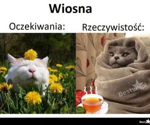 Wiosna 2025: Memy opanowały internet! Zobacz najzabawniejsze memy na powitanie wiosny [21.03.2025]