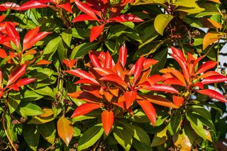 Pieris japoński - Pieris japonica