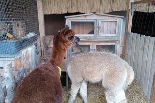 Żywa szopka przy Parafii Matki Bożej Dobrej Rady. Trzymali w niej kota i wiewiórkę w klatce