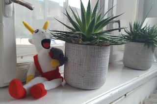 Rzeszowski Inkubator Kultury zachęca do adopcji! Chodzi o... rośliny!