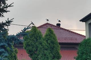 Bociany z Żor już gotowe do drogi. Grupują się, by wspólnie wylecieć do ciepłych krajów