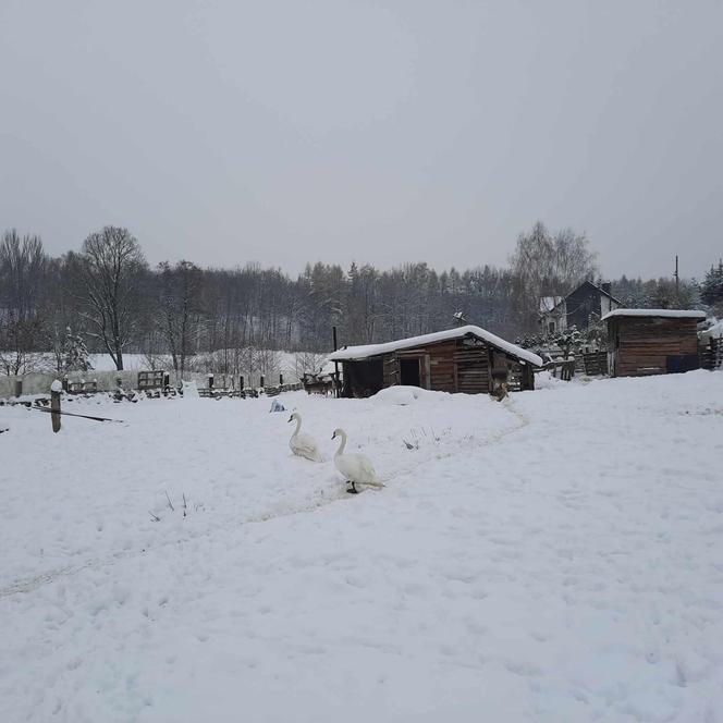 Mieszkańcy Wodzisławia Śląskiego uwielbiają parkę łabędzi 