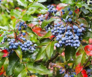 Mahonia pospolita to krzew, który zdobi ogród cały rok