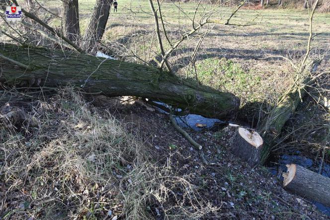 MAKABRYCZNY wypadek pod Puławami! 45-latek PRZYGNIECIONY przez drzewo