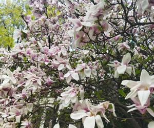 magnolie na KUL-u