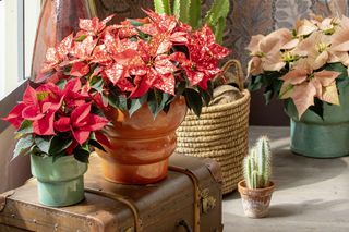 Zanim kupisz gwiazdę betlejemską, zwróć uwagę na te dwie rzeczy. To one zdradzają wszystko!