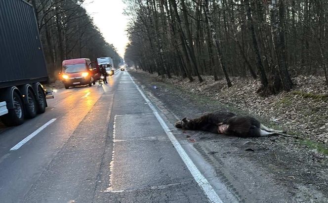 Auto zderzyło się z łosiem