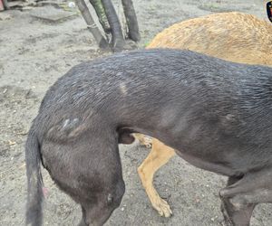 Dramat w Pruszkowie. Przetrzymywał zwierzęta w skandalicznych warunkach. Właściciel próbował się ich pozbyć