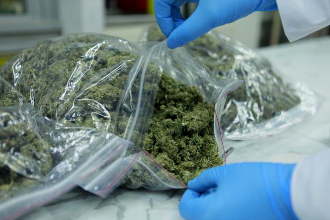 Mosina i Luboń: Policjanci przechwycili 176 kilogramów marihuany! [WIDEO]