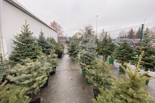 Ceny choinek w łódzkich dyskontach i supermarketach. Ile zapłacimy za choinkę w Lidlu czy Biedronce?