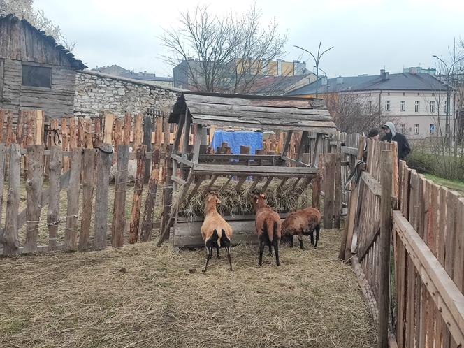 Zagajnik wielkanocny w Będzinie. Można go zobaczyć na Wzgórzu Zamkowym 