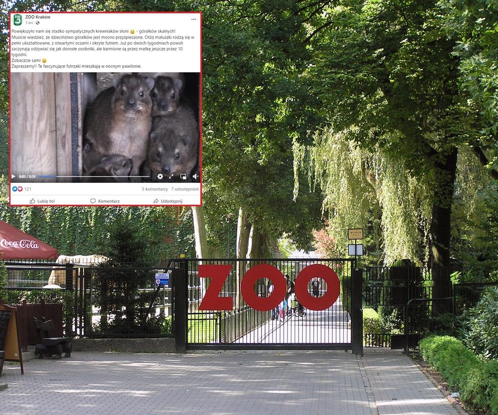 ZOO Kraków