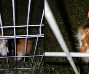 Trzymali kotka na łańcuchu w ogródku osiedlowym! Na miejsce wezwano policję