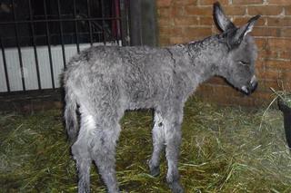 Mały osiołek urodzony w Starym Zoo dostał imię... Grześ, co wzbudziło skojarzenia