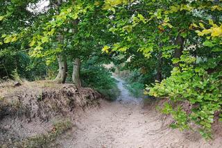 Z Wrocławia na weekend. „Niedźwiadki” i tajemniczy grobowiec