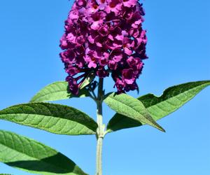 Budleja Dawida (Buddleja davidii) 