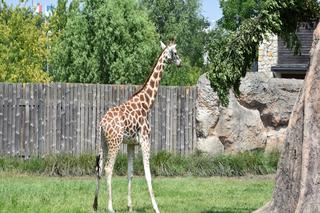 Zoo w Zamościu zaprasza na wakacje wśród zwierząt