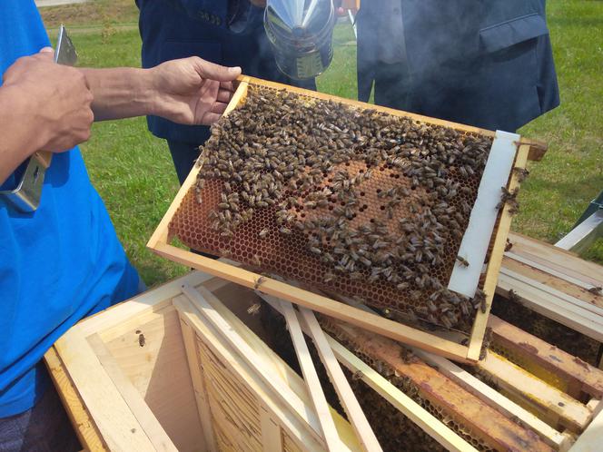 Pół miliona pszczół zamieszkało na terenie ujęcia wody MPWiK w Zwięczycy