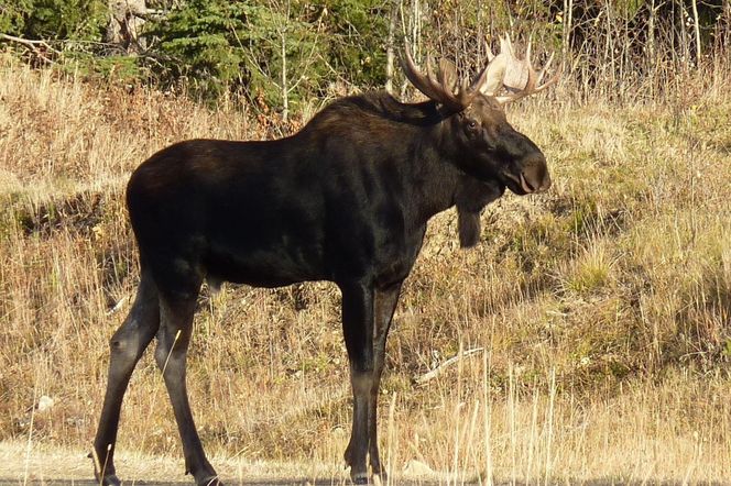Wypadek na warszawskim Wilanowie! Honda zderzyła się z łosiem