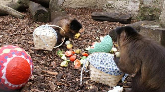 Łódzki Ogród Zoologiczny ma propozycję na święta. To będzie Wielkanoc z jajem!