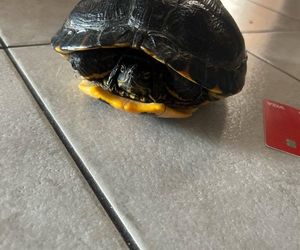 Żółw na drodze niedaleko Wschowy. Policja szuka właściciela