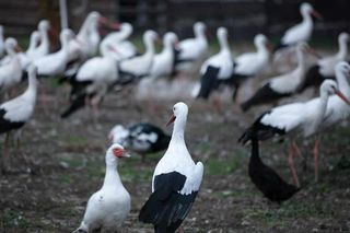 Bociani list do mikołaja