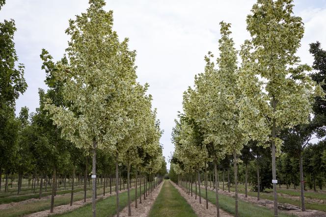 Klon pospolity 'Drummondii' - Acer platanoides 'Drummondii'