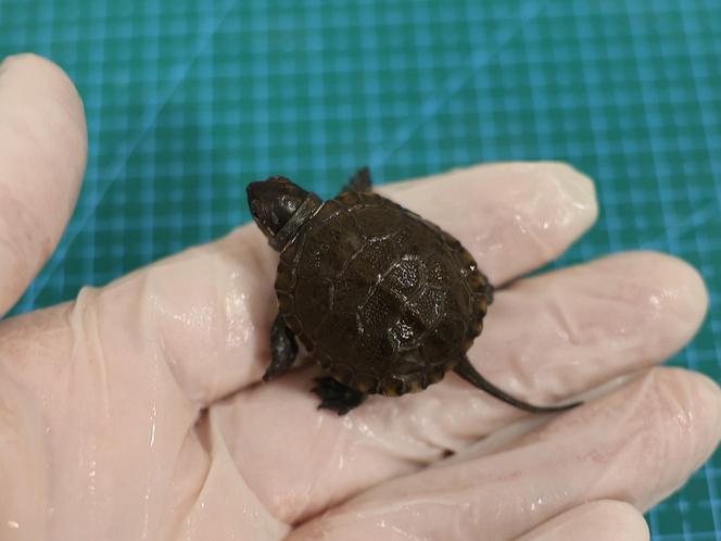 Szczęśliwy los żółwia z piwnicy 