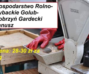 Ile zapłacimy za kilogram ryby z lokalnych gospodarstw rybackich? 