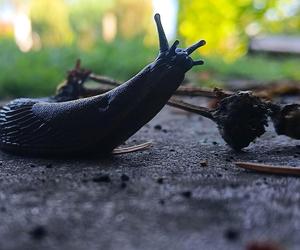 Budzą obrzydzenie i są utrapieniem ogrodników. Ślimaki sieją spustoszenie