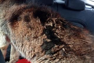 Obrońcy zwierząt i policja u sołtysa. Bambi cierpiał, miał rany na całym ciele.