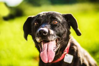 Trwa akcja Rekordowa Miska z Ceneo