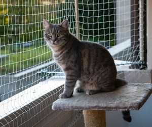 Siatka na balkon dla kota - rodzaje