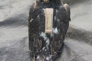 Sokoły z Lublina dostały niezwykłe plecaki. Internautka: Paskudne to ustrojstwo