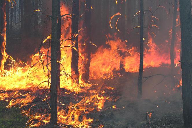 W Polanowie płonął las