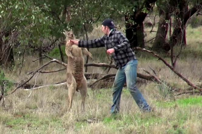 screen z filmu Man punches a kangaroo in the face to rescue his dog