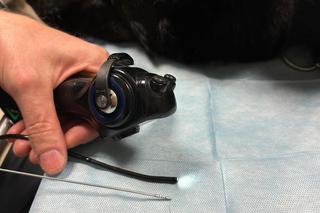 Weterynarze biją na alarm! Ta niepozorna roślina sprawia psom ogromne cierpienie